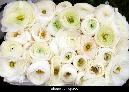 Blumen auf Floraart ausgestellt, 50 internationale Gartenausstellung in Zagreb, Kroatien Stockfoto