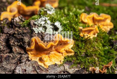 Striegelige Pilzschicht Stockfoto