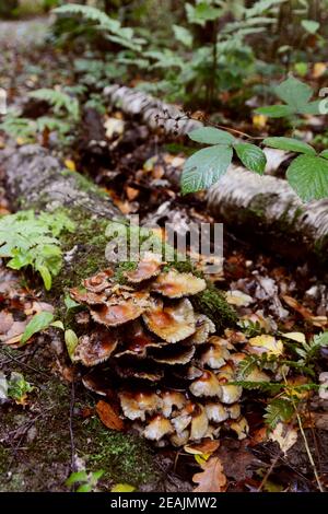 Fleck der braunen Toadstools, die auf einem verrottendem Baumstamm wachsen Stockfoto