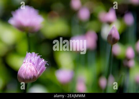 Geschlossene Schnittlauch Blütenknospe allmählich öffnen sich im Frühjahr. Stockfoto