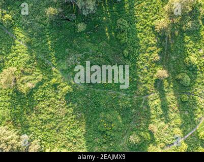 Luftaufnahme des Naturgebiets mit Gras, Bäumen, Wanderwegen und Tierwegen Stockfoto