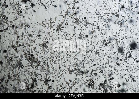 Schimmelsporen unter dem Lichtmikroskop, Orangenhaut-Form, Vergrößerung 100-fach Stockfoto