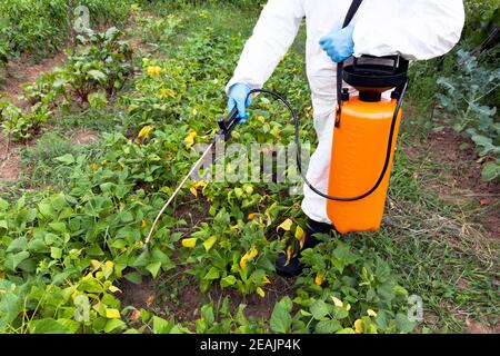 Herbizidspritzen. Nicht-organisches Gemüse. Stockfoto