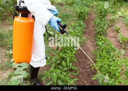 Herbizidspritzen. Nicht-organisches Gemüse. Stockfoto