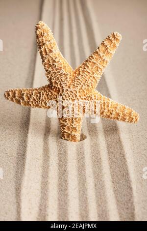 Der Stern ragt im Sand hervor Stockfoto