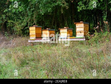 Imkerei mit Holzbienenarten Stockfoto