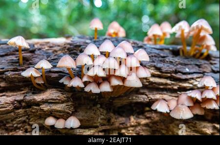 Eine Nahaufnahme von Pilzen auf einem Baum Stockfoto