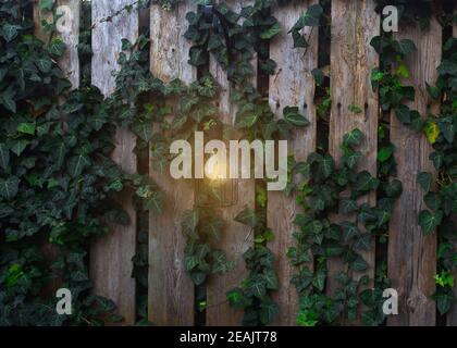 Garten woonden Zaun mit leuchtenden Lampe an der Wand mit Kletterer Pflanze im Hintergrund des Abends Stockfoto