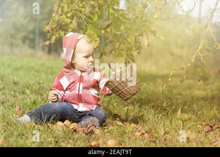 Liebenswert Baby junge hält Weidenkorb voll von Walnüssen. Stockfoto