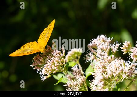 Silber - fritillaryschmetterling in natürlicher Umgebung gewaschen, Nationalpark Slovensky Raj, Slowakei Stockfoto