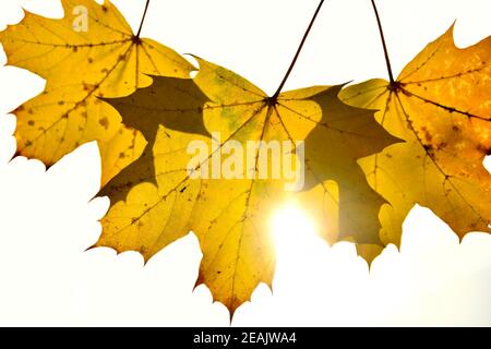 Herbstlich gefärbte Ahornblätter in Backlit Stockfoto