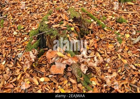 Herbstlich gefärbte Buchenblätter mit einem Baumstamm mit Pilzen Stockfoto