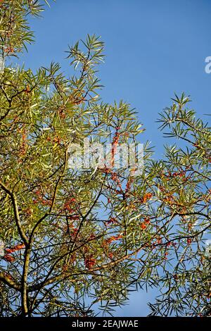 Gewöhnliche Sanddornfrüchte im Herbst in Deutschland Stockfoto