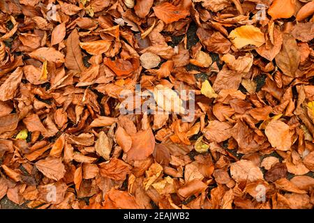Herbstlich gefärbte Buchenblätter auf einem Waldboden Stockfoto
