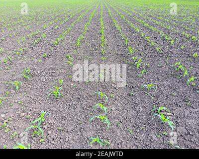 Feld junger Mais. Triebe von Getreide auf dem Feld. Futterpflanzen Mais für Silage. Stockfoto