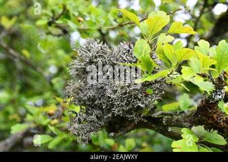 Evernia prunasti auf einem Zweig im Wald Stockfoto