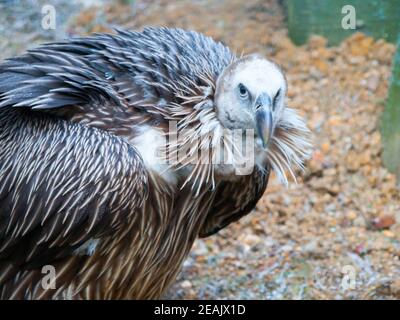 Himalaya-Gänsegeier, Gyps himalayensis, Nahaufnahme eines einzigartigen Bergfressvogels. Stockfoto