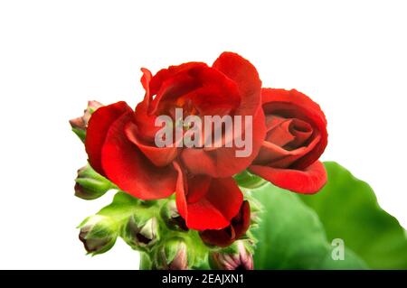 Bild von Indoor-Blume Geranium Pelargonium blüht mit roten Blumen auf weißem Hintergrund Stockfoto