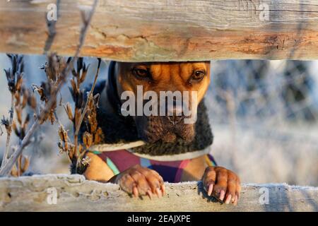 Beschichteter Hund schaut im Winter durch vereisten Holzzaun Stockfoto