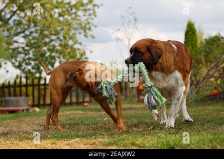 St.Bernhard und Pitbull Hund spielen zusammen im Garten mit Ein Seil Stockfoto