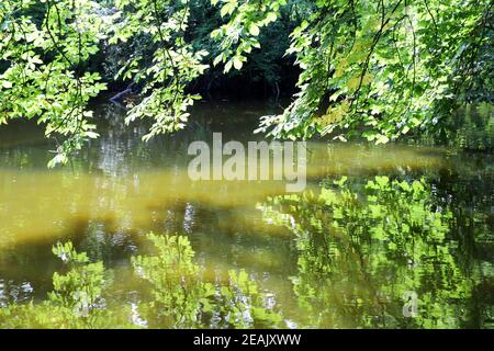 Graben im Park der ehemaligen Staatsburg Lechenich, Wasserburg aus dem 14th. Jahrhundert Stockfoto