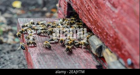 Nahaufnahme der Bienen am Bienenstock Eingang - viele Bienen, die in den Bienenstock eintreten Stockfoto