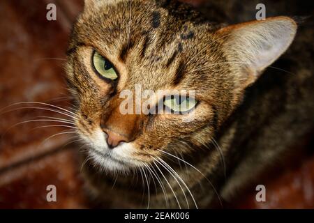 Sehr ernsthafte Katze, die mit klaren Augen auf die Kamera schaut Stockfoto