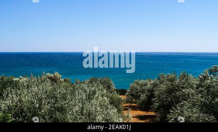 Olivenbäume und das Meer weit weg in Keratokampos, Kreta Stockfoto