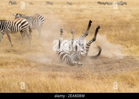 Zebra, das auf dem Boden rollt. Ngorongoro-Krater, Tansania Stockfoto