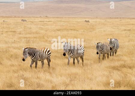 Zebras auf Ngorongoro Conservation Area Krater, Tansania Stockfoto