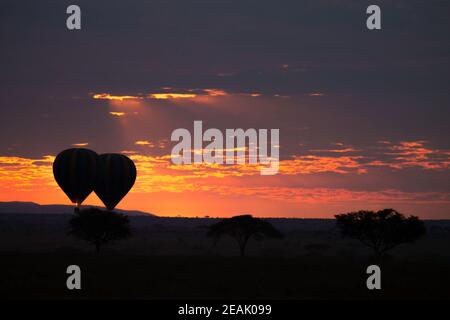 Morgendämmerung im Serengeti Nationalpark, Tansania, Afrika Stockfoto