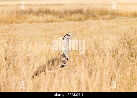 Kori bustard Vogel Nahaufnahme. Ngorongoro Conservation Area Krater, Tansania Stockfoto