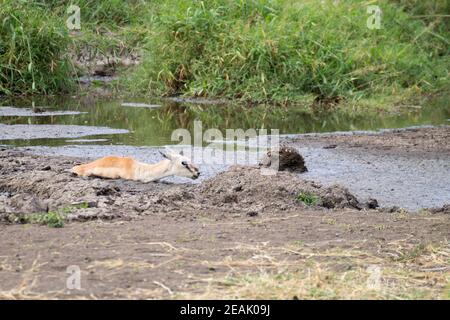 Antilope steckt im Schlamm im Serengeti Nationalpark, Tansania, Afrika Stockfoto