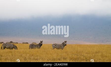 Zebras auf Ngorongoro Conservation Area Krater, Tansania Stockfoto