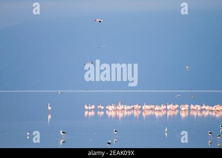 Herde rosa Flamingos aus dem Manyara See, Tansania Stockfoto