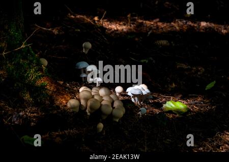 Die Fruchtkörper weißer Domecaps (Lyophyllum connatum) Und gewöhnliche Puffballs (Lycoperdon perlatum) Wächst durch den Blattstreu auf dem Wald f Stockfoto