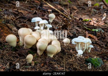 Die Fruchtkörper weißer Domecaps (Lyophyllum connatum) Und gewöhnliche Puffballs (Lycoperdon perlatum) Wächst durch den Blattstreu auf dem Wald f Stockfoto