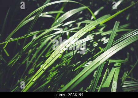 Nahaufnahme von Wassertropfen auf grünen Blättern Stockfoto