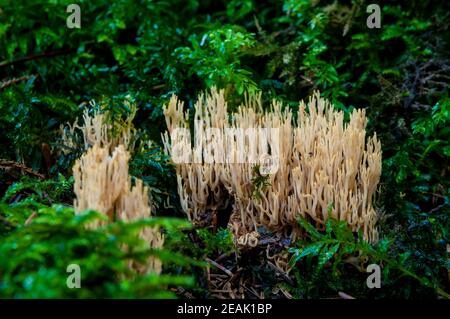 Die Fruchtkörper der aufrechten Koralle (Ramaria stricta), die durch den Blattstreu auf dem Waldboden wachsen, bei Baiersbronn im Schwarzwald, Germ Stockfoto