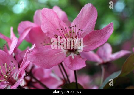 Nahaufnahme von Obst Blumen im frühesten Frühling Stockfoto