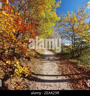 Herbst im Naturreservat Senne, Oerlinghausen, Ostwestfalen-Lippe, Nordrhein-Westfalen, Deutschland, Westeuropa Stockfoto