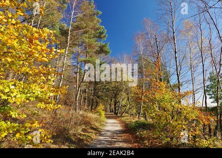 Herbst im Naturreservat Senne, Oerlinghausen, Ostwestfalen-Lippe, Nordrhein-Westfalen, Deutschland, Westeuropa Stockfoto