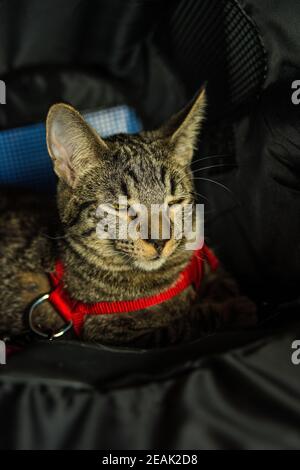Katze mit schielenden Augen, die einen Sicherheitsgurt trägt, während sie mit dem Auto unterwegs ist Stockfoto