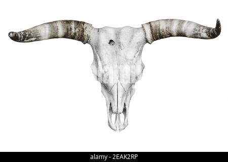 Stierschädel über weiß Stockfoto