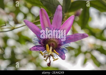 Die geöffnete Blume der Passionflower. Stockfoto