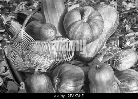 Verschiedene Sorten von Kürbis auf dem Feld Stockfoto