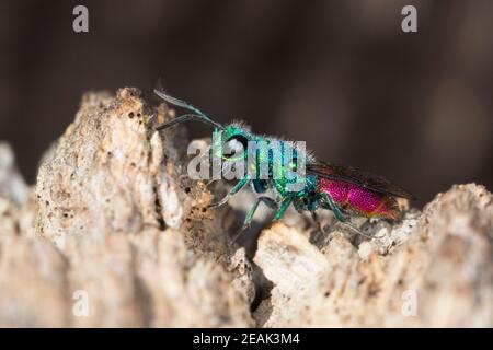 Gemeine Goldwespe, Feuer-Goldwespe, Feuergoldwespe, Goldwespe, Gold-Wespe, Chrysis cf. Terminata, Chrysis ignita Gruppe, Artengruppe, Gemeine Goldwespe Stockfoto