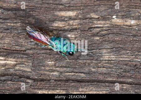 Gemeine Goldwespe, Feuer-Goldwespe, Feuergoldwespe, Goldwespe, Gold-Wespe, Chrysis cf. Terminata, Chrysis ignita Gruppe, Artengruppe, Gemeine Goldwespe Stockfoto