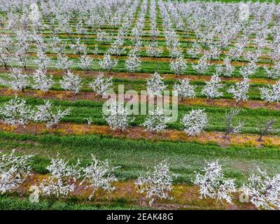 Blühende junge Pflaume Garten, Ansicht von oben. Spannweite der Drohne über die Pflaume blühenden Garten. Stockfoto