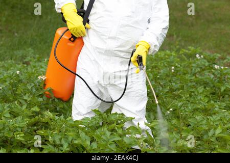 Herbizidspritzen. Nicht-organisches Gemüse. Stockfoto